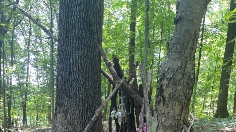 Stream Exploration | Teaching Our Cities